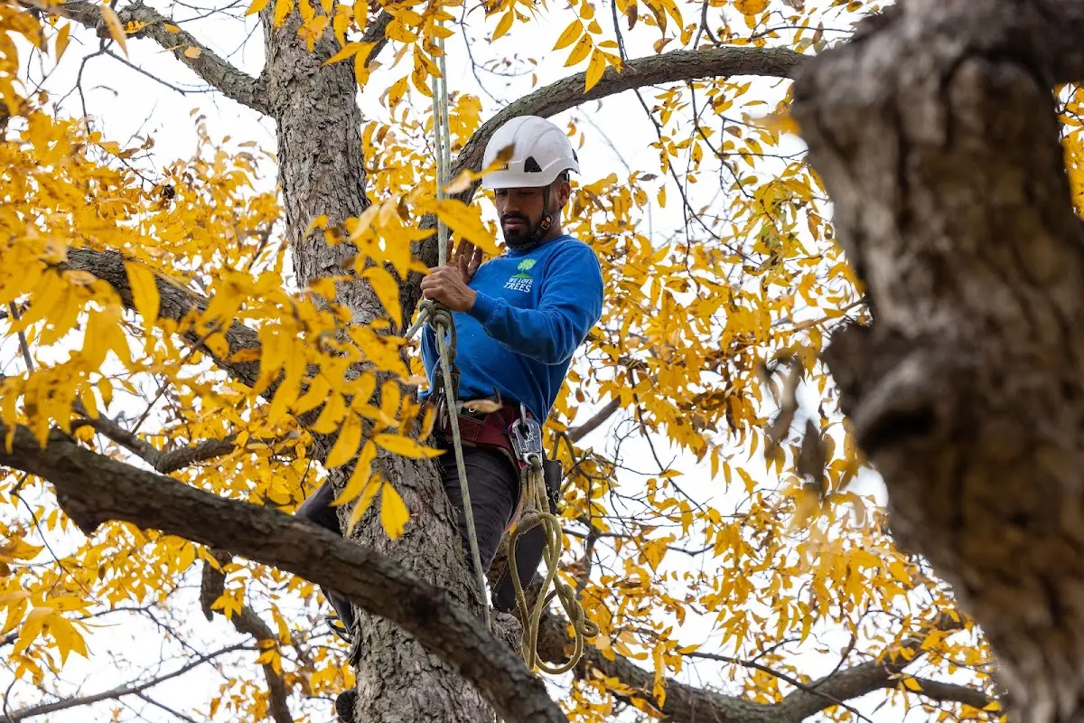 Skilled Tree Pruning crew working in Twin Lakes