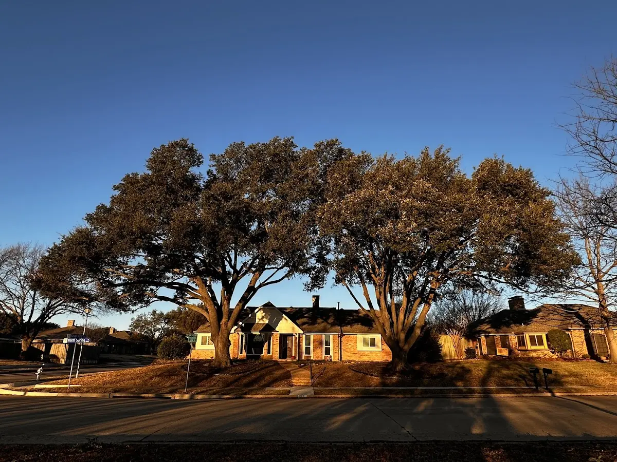 Established residential canopy tree shading a home in Twin Lakes
